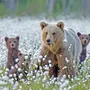 Медведь весной картинки