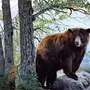 Медведь В Лесу Картинки