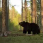 Медведь в лесу картинки