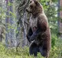 Медведь в лесу картинки