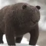 Медведь без шерсти