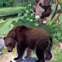 Купание Медвежат Бианки Картинки