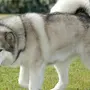 Собака Аляскинский Маламут