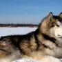 Собака аляскинский маламут