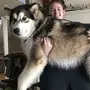 Собака Аляскинский Маламут