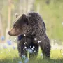 Картинки медведица