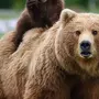 Картинки медведица
