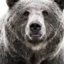 Морда медведя