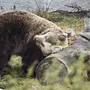 Медведь после спячки