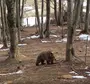 Медведь После Спячки