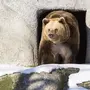 Медведь после спячки