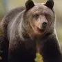 Медведь В Тайге