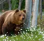 Медведь В Тайге
