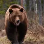 Медведь в тайге