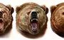 Картинка голова медведя
