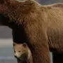 Есть ли у медведя хвост