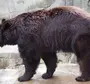 Есть ли у медведя хвост