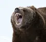 Ревущий медведь