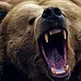Ревущий медведь