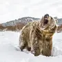 Ревущий Медведь