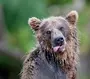 Смешные картинки с медведями
