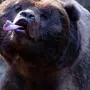 Смешные Картинки С Медведями