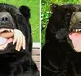 Смешные Картинки С Медведями