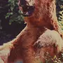 Смешные картинки с медведями
