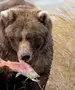 Картинка Медведь