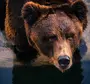 Картинка медведь