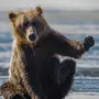 Включить картинку медведя