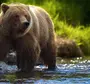 Включить картинку медведя