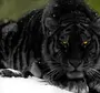 Черный тигр