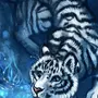 Черный водяной тигр 2022