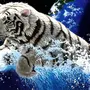 Черный Водяной Тигр 2022