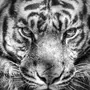 Тигр черно белое