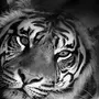 Тигр Черно Белое