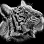Тигр черно белое