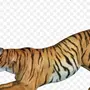 Хвост тигра