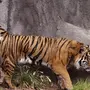 Хвост Тигра