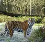 Хвост тигра