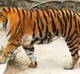 Хвост Тигра