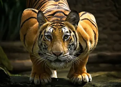 Картинки тигр