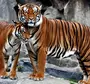 Картинки Тигр