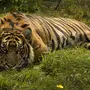 Картинки Тигр