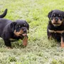 Ротвейлер собаки щенки