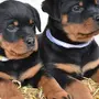 Ротвейлер собаки щенки