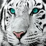 Тигрица На Аватарку Женщине Красивые