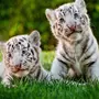 Тигр для детей