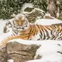 Тигр Зимой